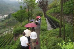上海殡葬业领导及同仁参观考察成都长松寺公墓