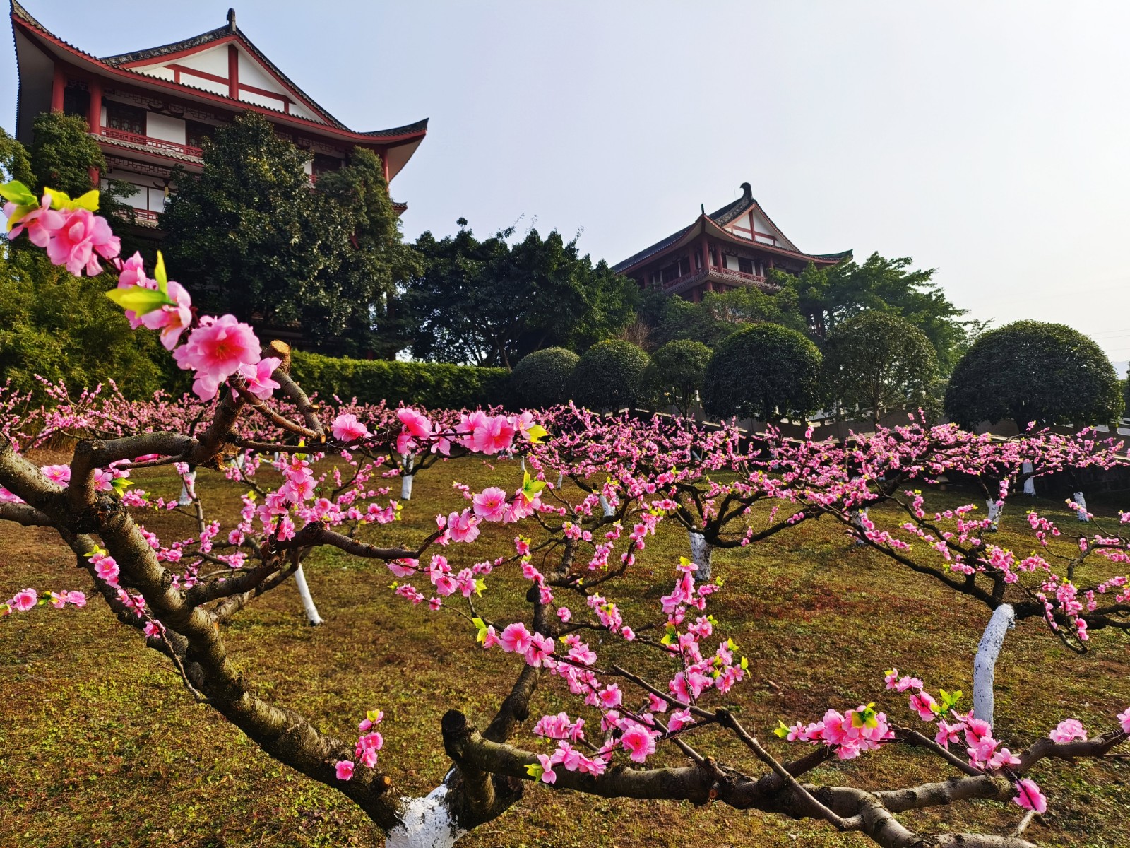 长松盛景 | 冬日潋滟晴方好，桃花盛放迎客来！